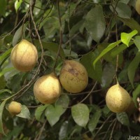 Myristica fragrans Houtt.